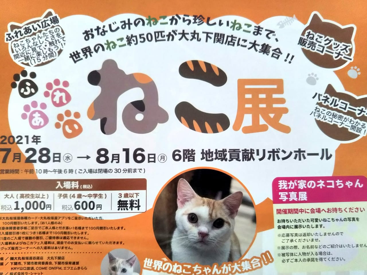 下関市 約50匹の猫が集合 大丸下関店6階で ふれあいねこ展 が開催されます 号外net 下関市