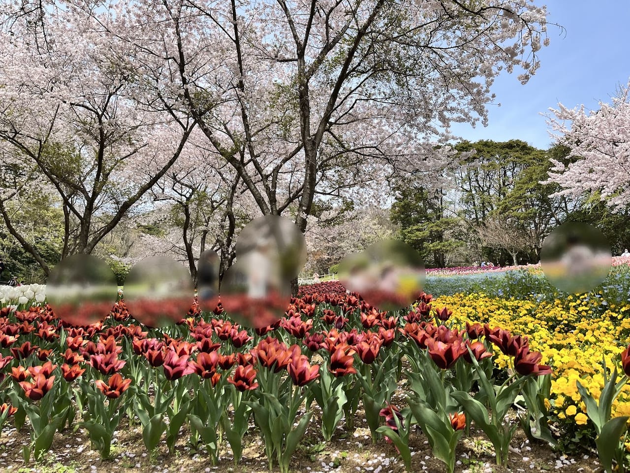 火の山さくらコンサート