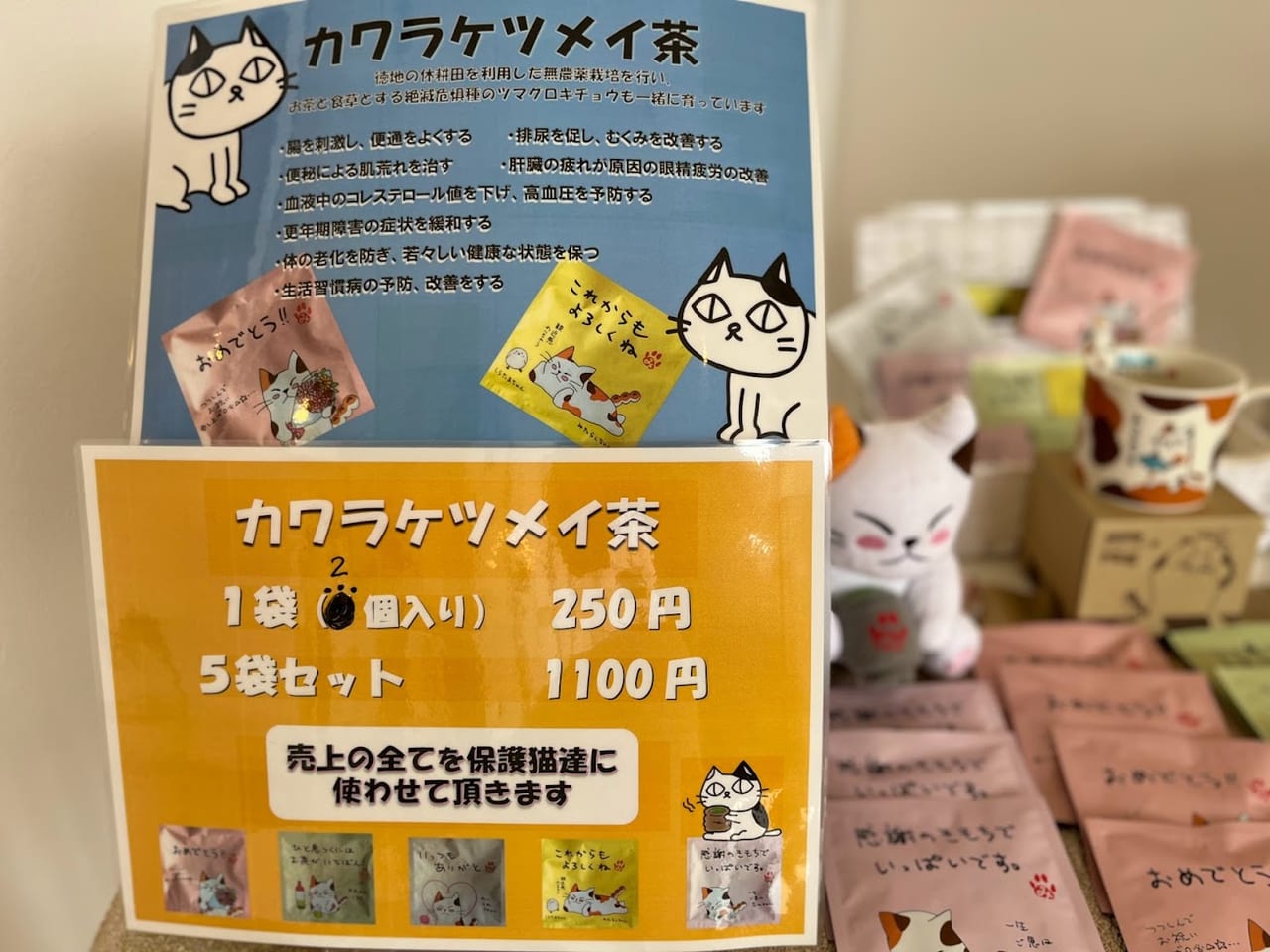 保護猫譲渡会