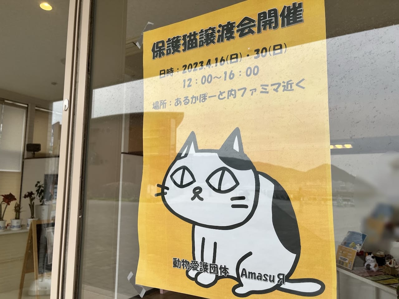 保護猫譲渡会