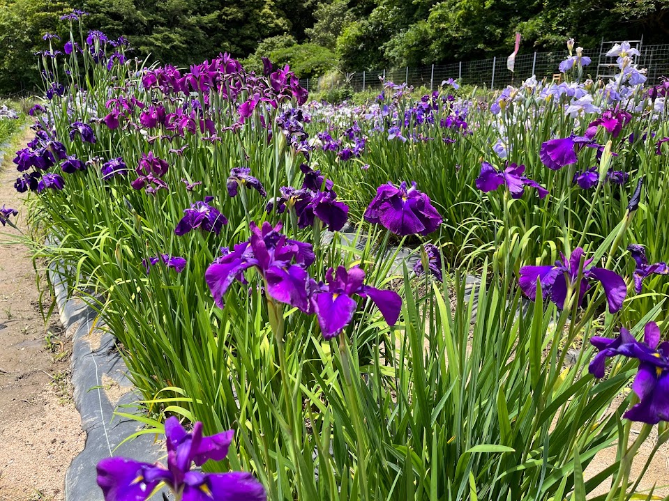 花しょうぶ