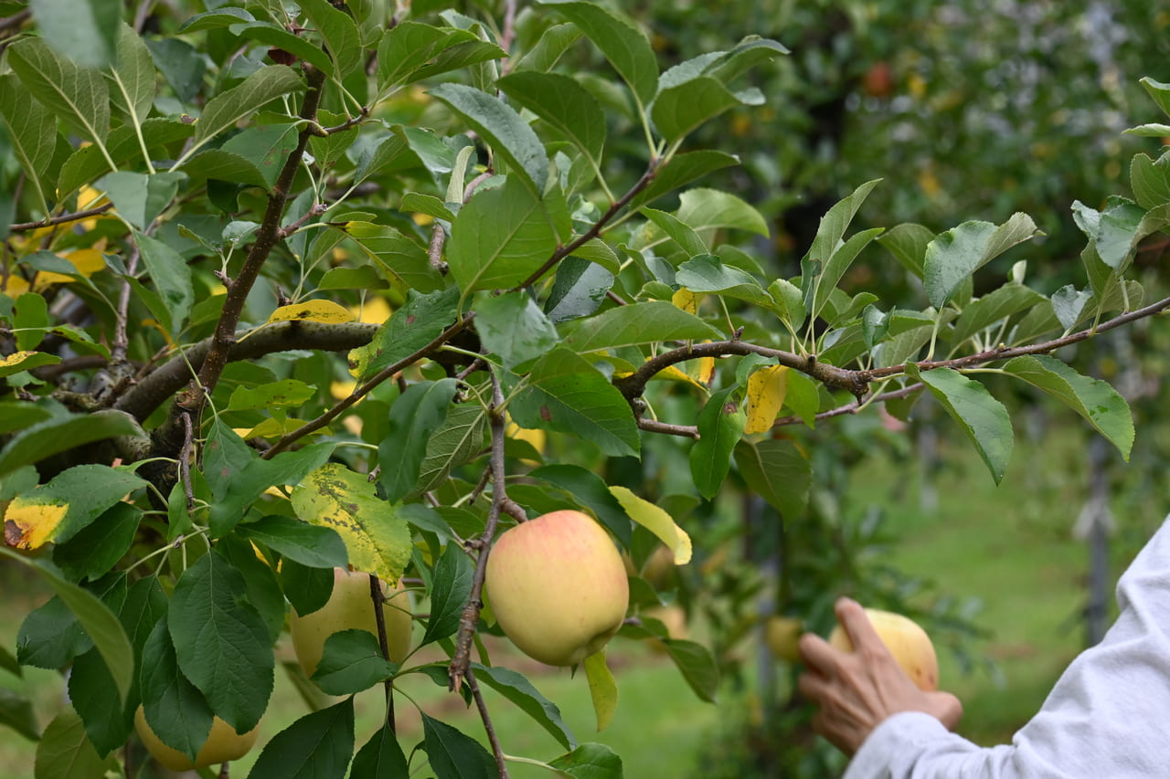 apple picking