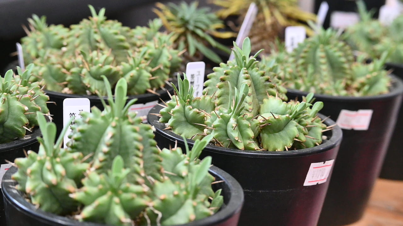 deer-antler-plants