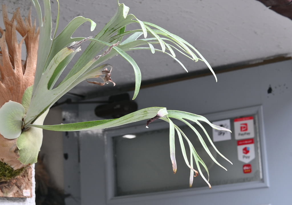 deer-antler-plants