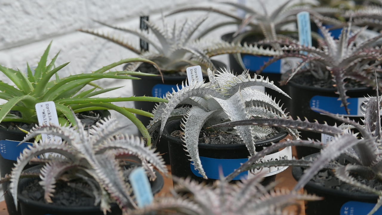 deer-antler-plants