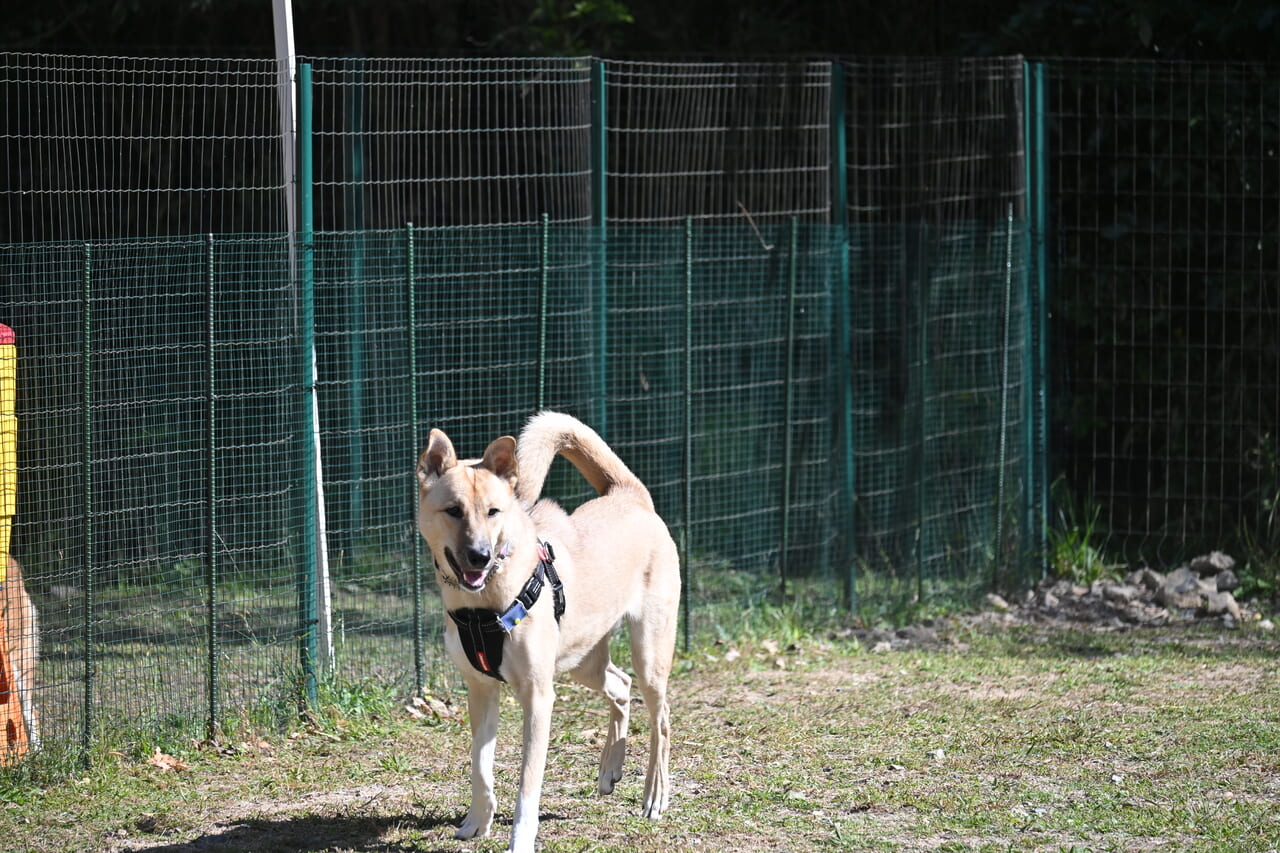 dog run open