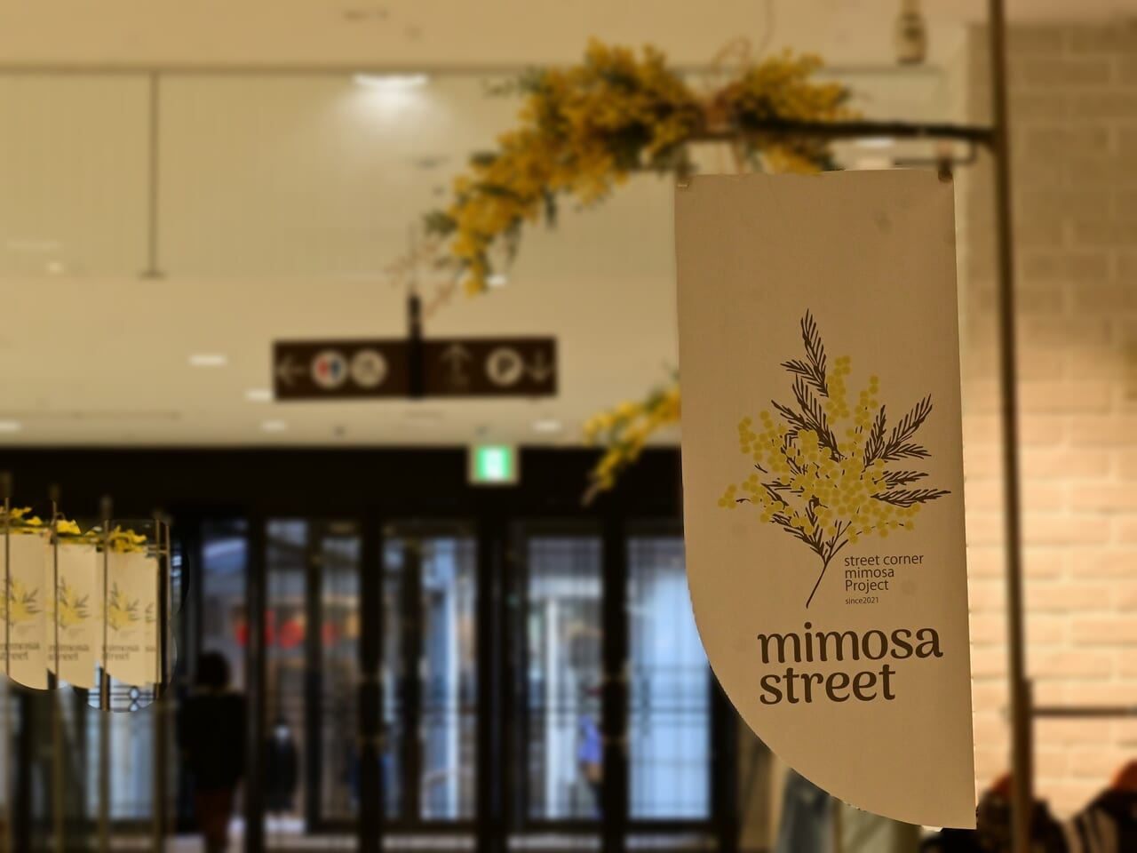 mimoza