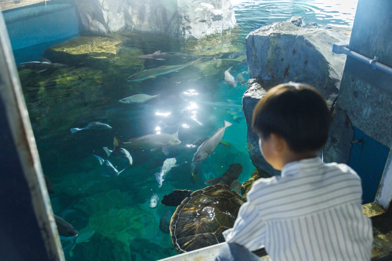 水槽の生き物を観察する子ども